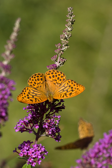 Argynnis (Argynnis) paphia